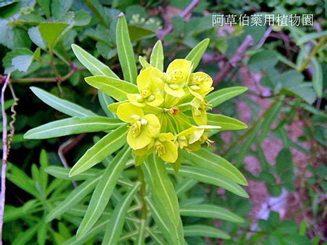 五虎下山草藥|福星花園: 台灣大戟(大甲草)